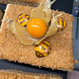 Фото Honey cake